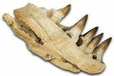 Fossil Mosasaur (Prognathodon) Jaw with Five Teeth - Morocco #353159-3